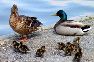 周二特价野味 金嘴馋的“天上飞”与洪湖野味套餐