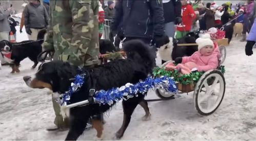 宠物食品赛道 一场没有绝对赢家的动物饲养革命