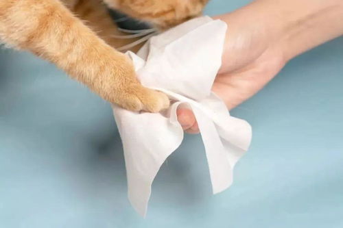 别让消毒变中毒 养宠家庭慎用以下成分的消毒液