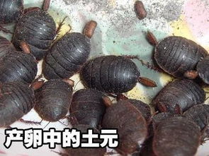 土元养殖市场全解析 价格、图片与河南养殖公司指南