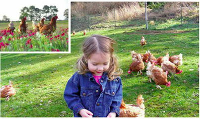 人道养殖新标准出台 重塑动物饲养伦理，迈向可持续农业未来