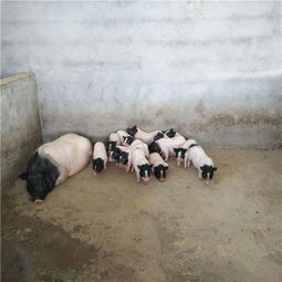 巴马香猪市场价格与科学饲养指南