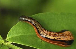 水蛭养殖 现代动物饲养的新兴蓝海