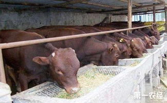 育肥牛饲养中的常见添加剂及其应用