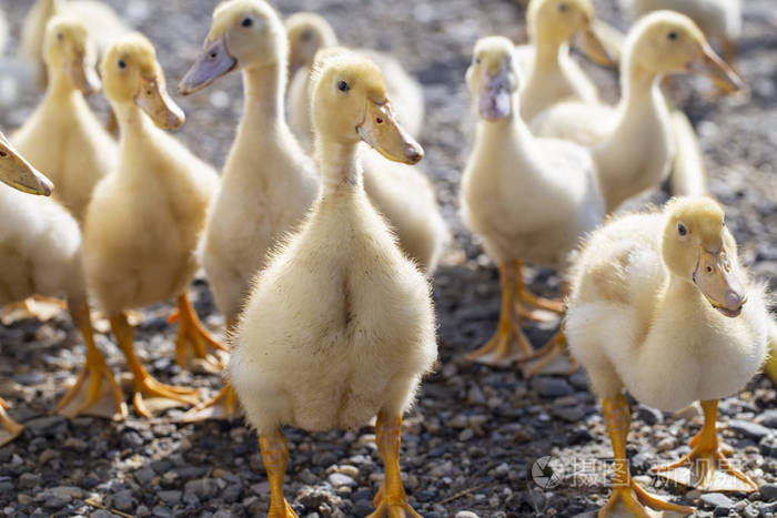 家禽饲养场的生机画卷 小鸭与农场的和谐共生