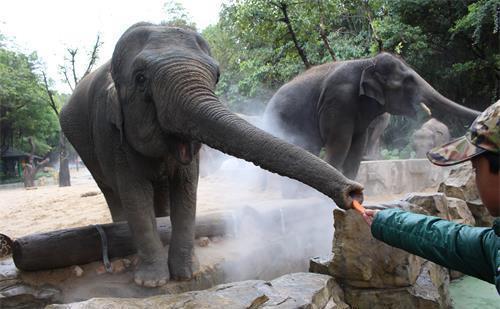 神奇的大象 你不知道的动物饲养员视角